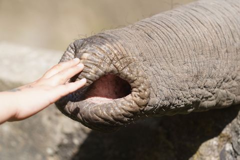 Elefanten zupfen trotz grober Statur präzise Blätter, sie schöpfen Wasser und können winzige Futterstücke ebenso aufheben wie Ba