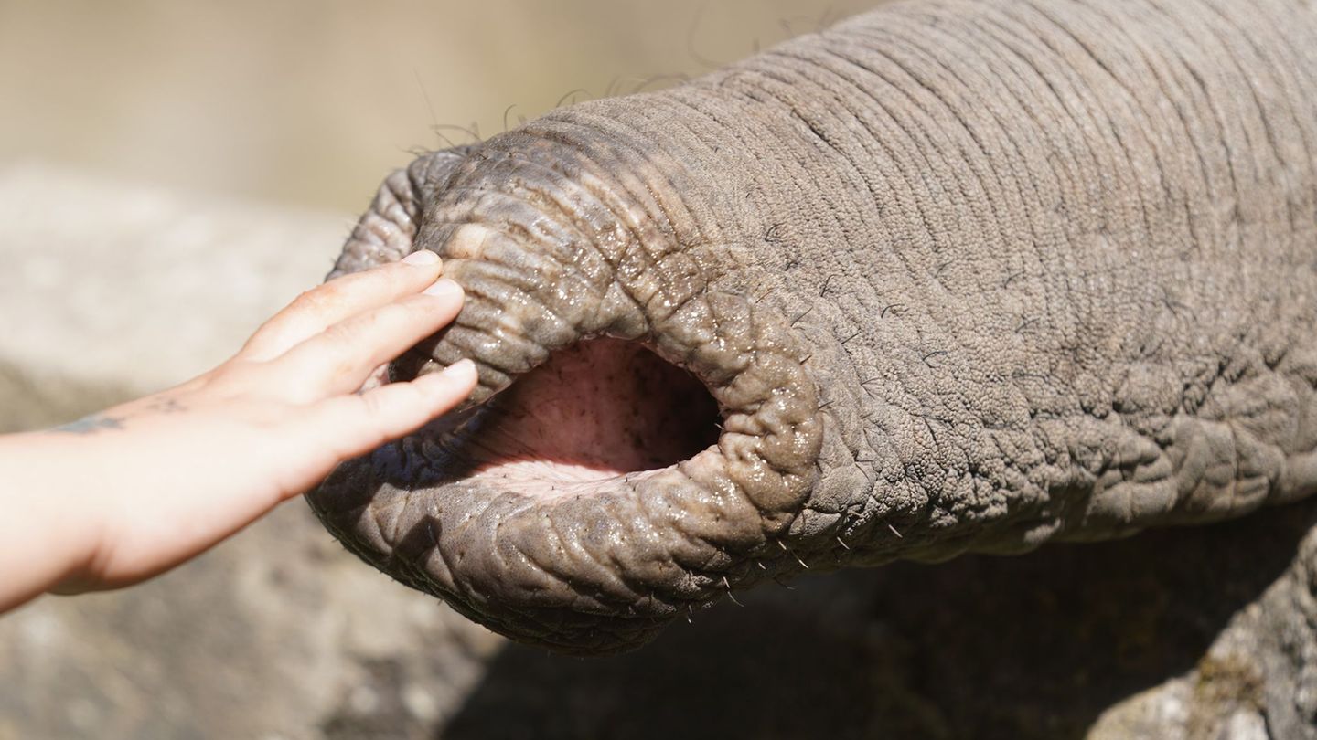 Elefanten zupfen trotz grober Statur präzise Blätter, sie schöpfen Wasser und können winzige Futterstücke ebenso aufheben wie Ba