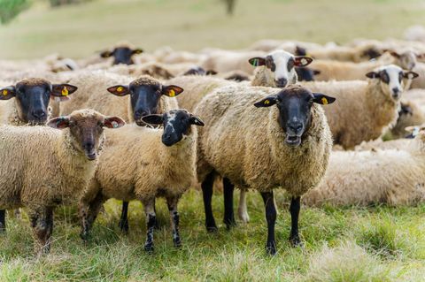 Auch Schafe sollten gegen die Blauzungenkrankheit geimpft werden. Foto: Andreas Arnold/dpa