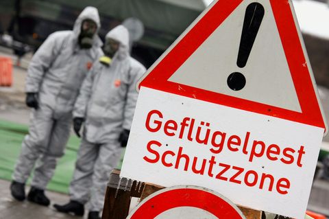 Die Vogelgrippe gehört seit dem ersten Ausbruch vor 20 Jahren inzwischen fast zum Alltag. (Archivbild) Foto: picture alliance /