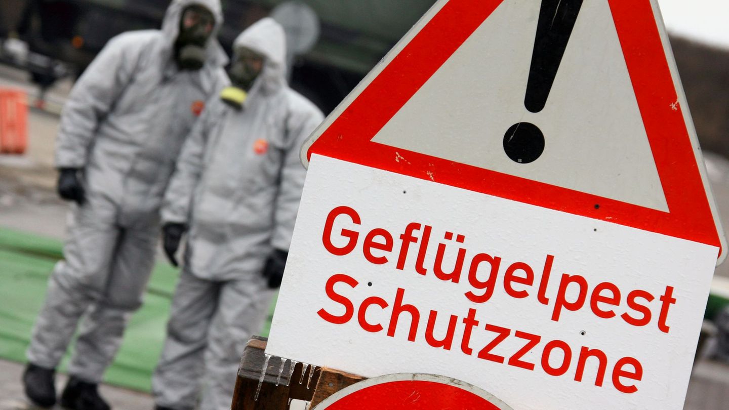 Die Vogelgrippe gehört seit dem ersten Ausbruch vor 20 Jahren inzwischen fast zum Alltag. (Archivbild) Foto: picture alliance /