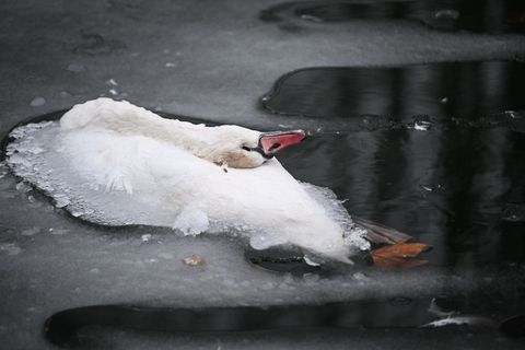 Für viele Wildvögel ist das strenge Winterwetter tödlich. (Archivbild) Foto: Britta Pedersen/dpa