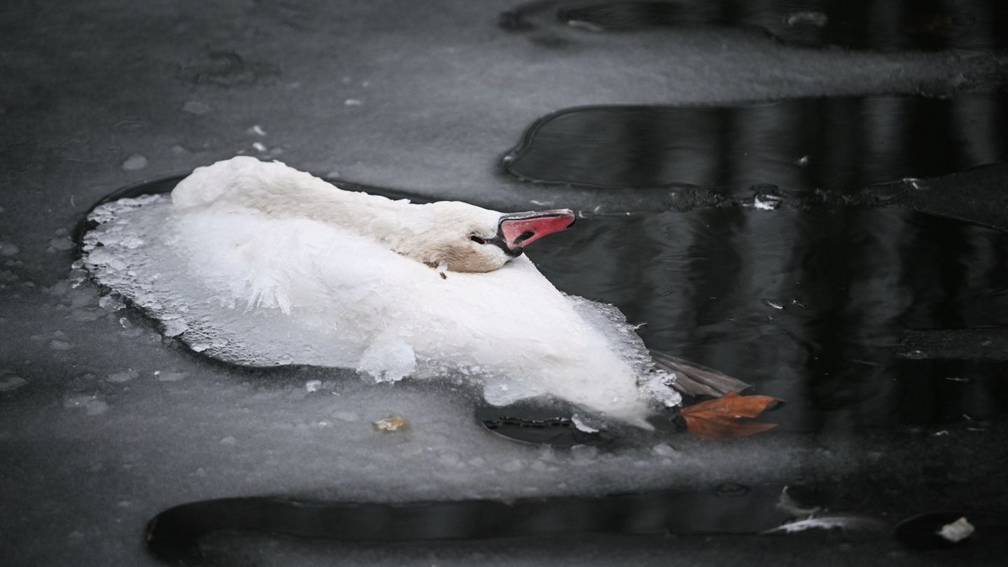 Für viele Wildvögel ist das strenge Winterwetter tödlich. (Archivbild) Foto: Britta Pedersen/dpa