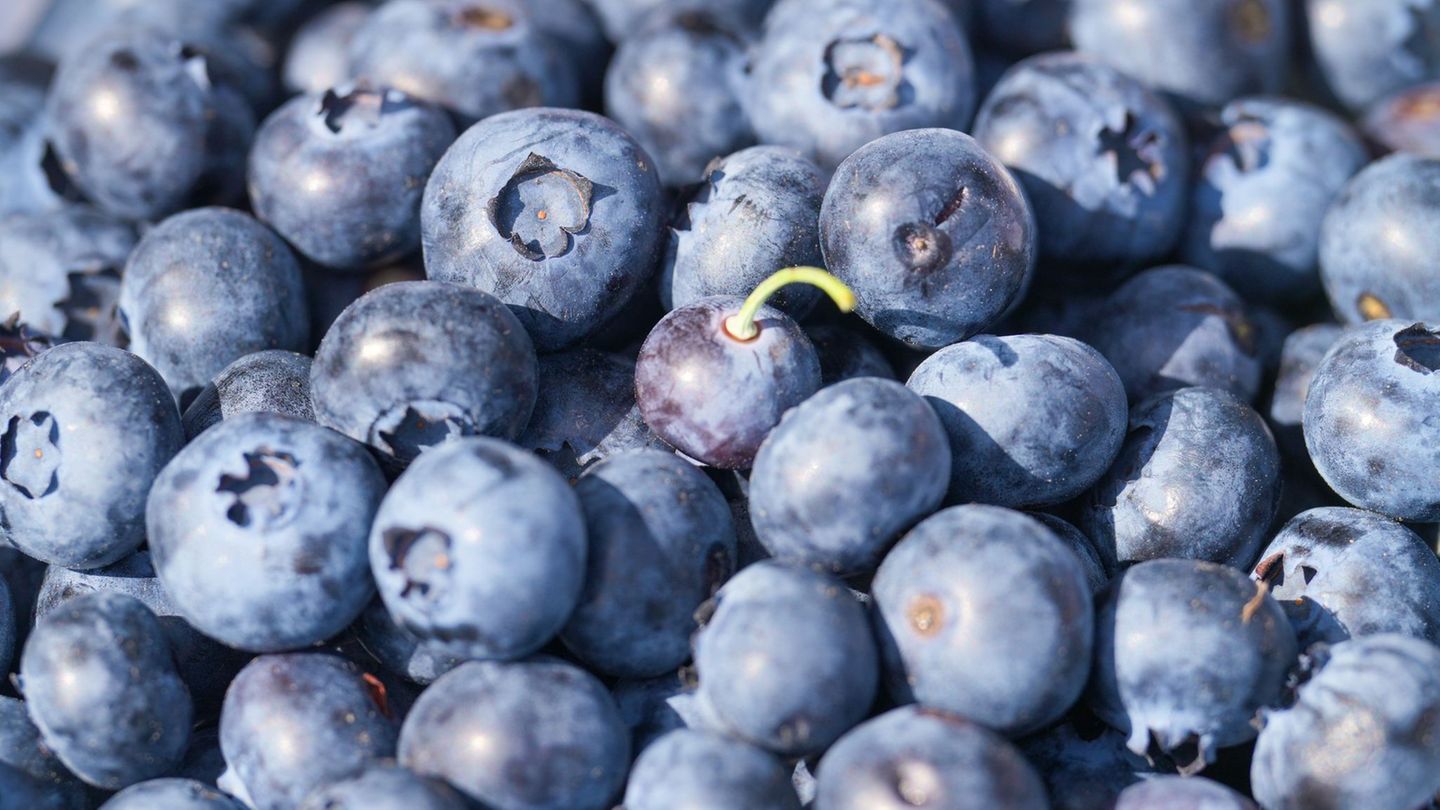 Im Sommer werden wieder die ersten Heidelbeeren von den Sträuchern gepflückt. Das blaue Obst kann meist bis September geerntet w
