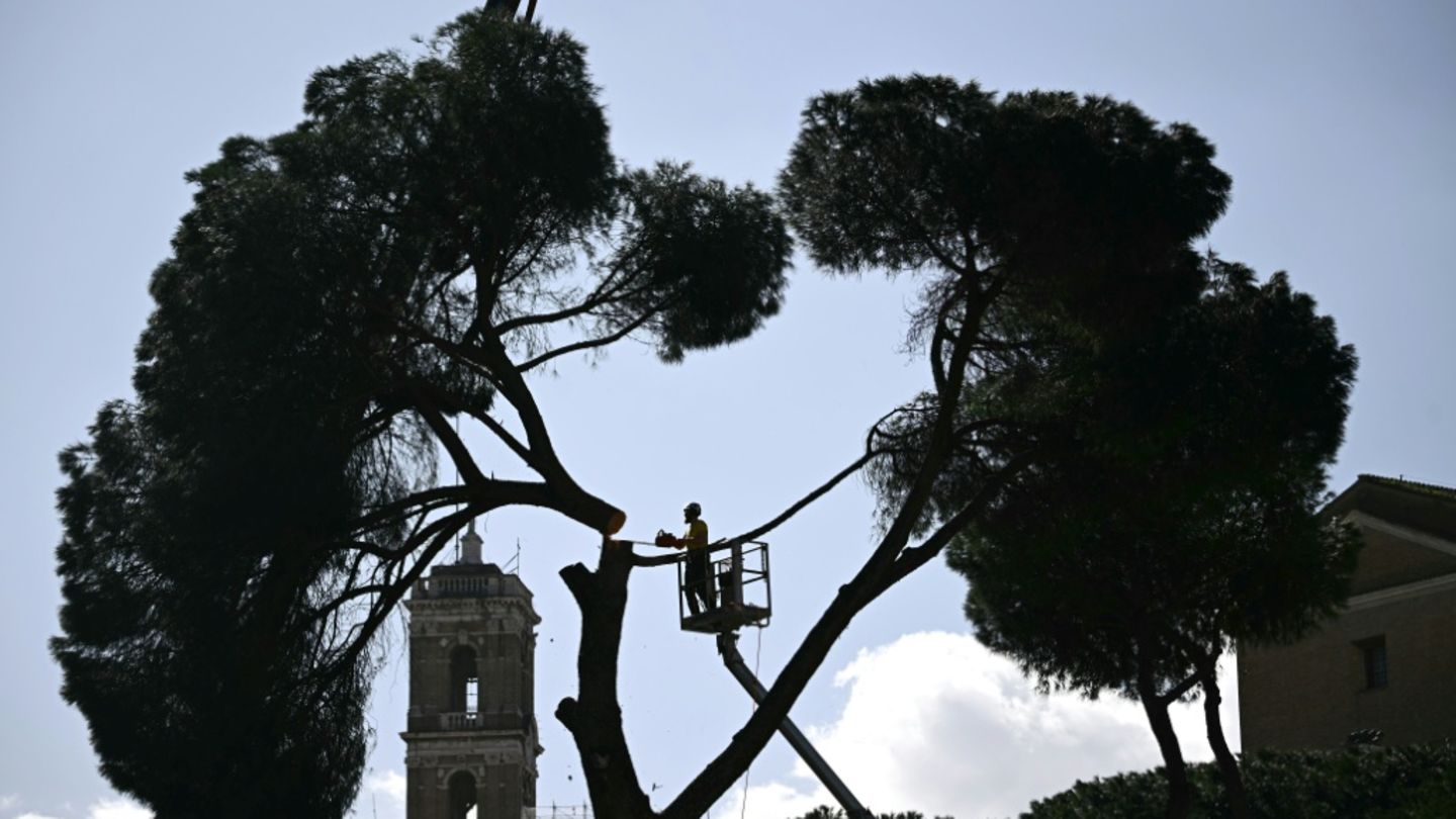 Ein Baum in der Nähe des Colosseums wird gefällt