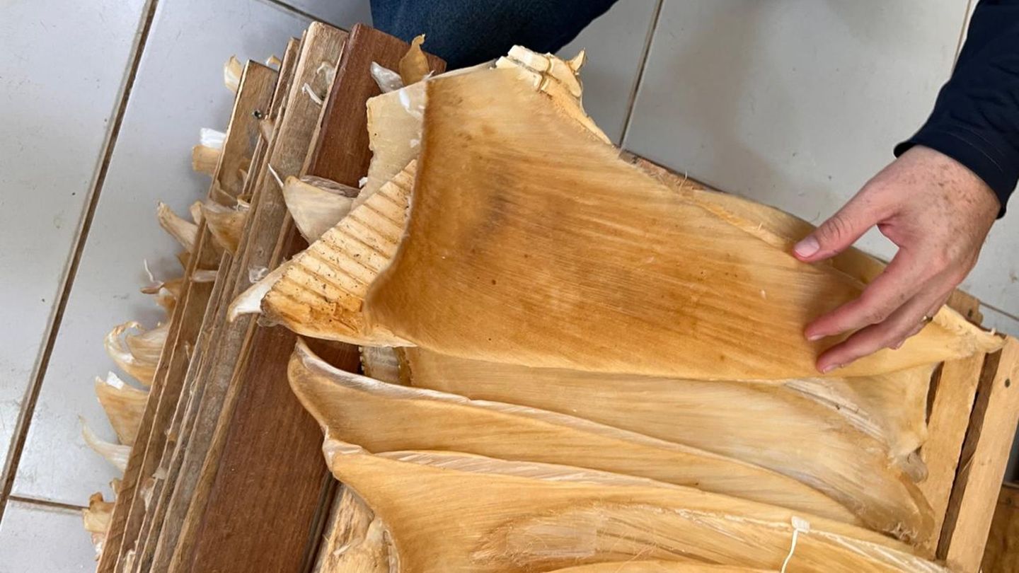 Die Polizei hat mehr als 1,5 Tonnen Haiflossen beschlagnahmt. Foto: ---/Policia Federal Brasil/dpa