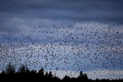 Die Stare sind bereits aus dem Süden zurück und lassen sich in geselligen Trupps blicken. (Archivbild) Foto: Karl-Josef Hildenbr