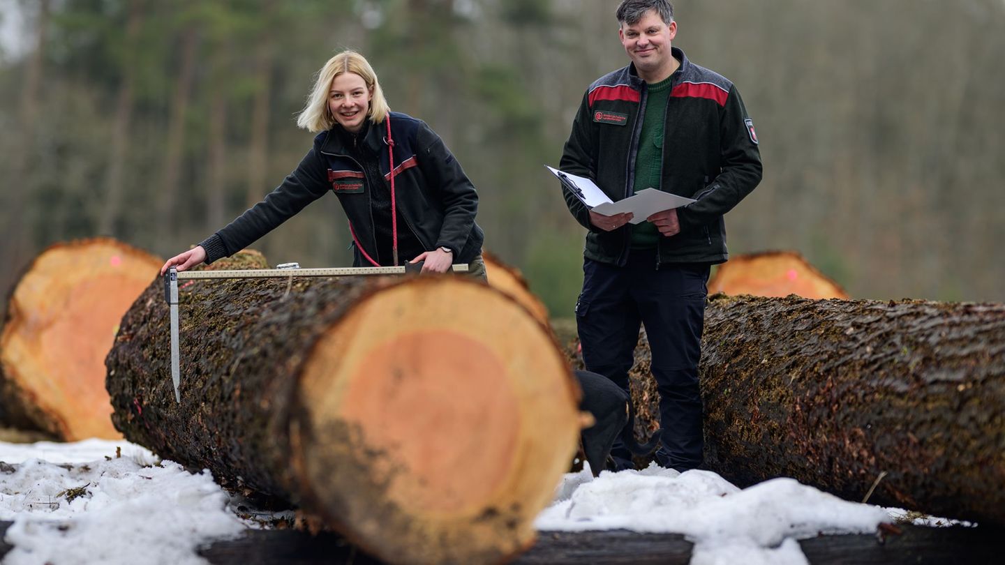 Ein Stamm einer Douglasie wird in Oerrel versteigert. Foto: Philipp Schulze/dpa