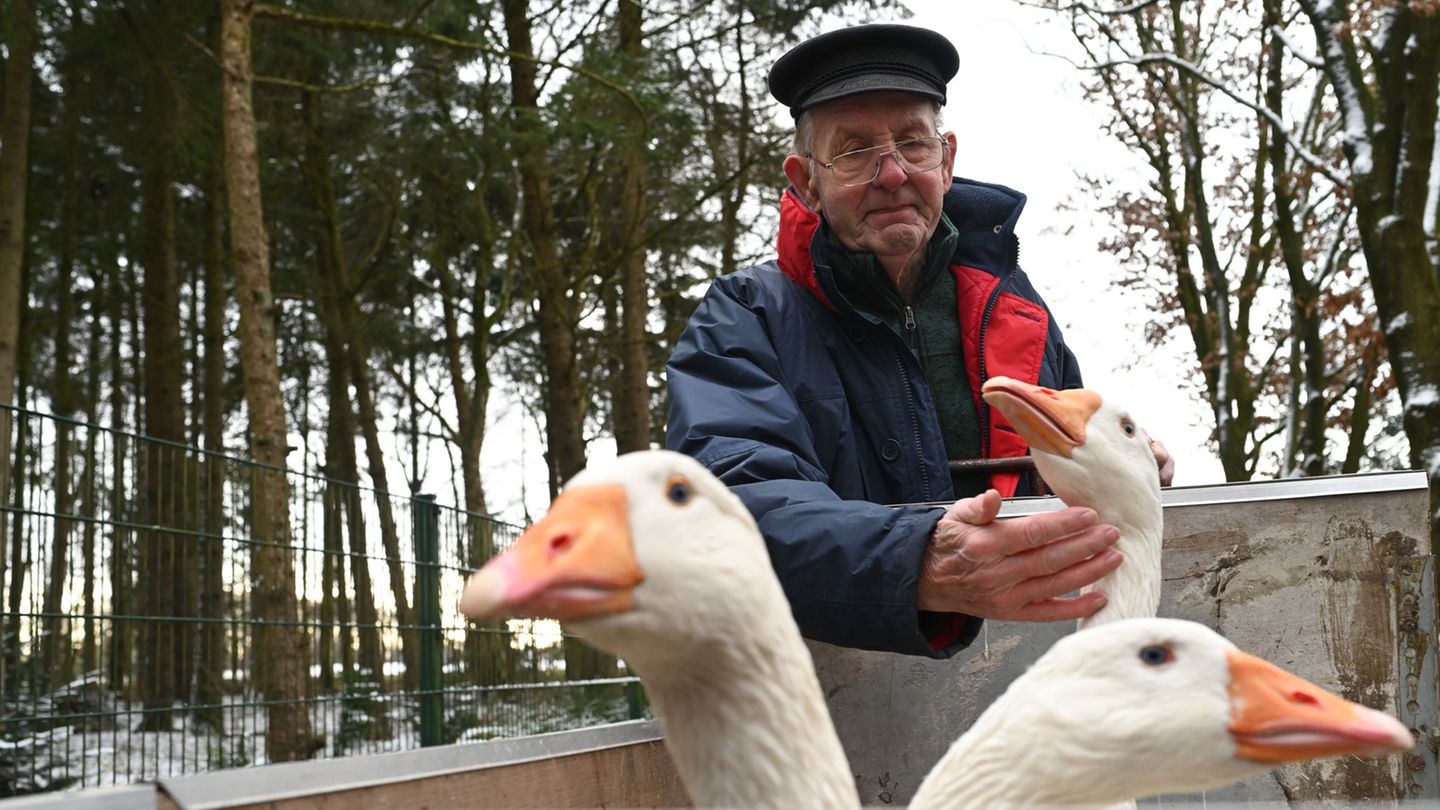 Ludwig Smidt trennt sich nach einem Nachbarschaftstreit schweren Herzens von seinen Gänsen. Foto: Lars Penning/dpa