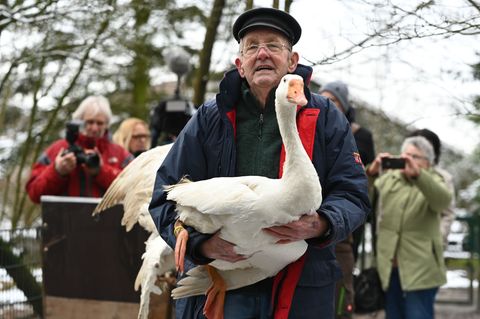 Gänsehalter Ludwig Smidt gibt seine drei verbliebenen Gänse persönlich im Tierpark ab. Foto: Lars Penning/dpa