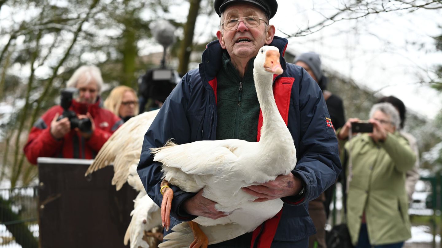 Gänsehalter Ludwig Smidt gibt seine drei verbliebenen Gänse persönlich im Tierpark ab. Foto: Lars Penning/dpa