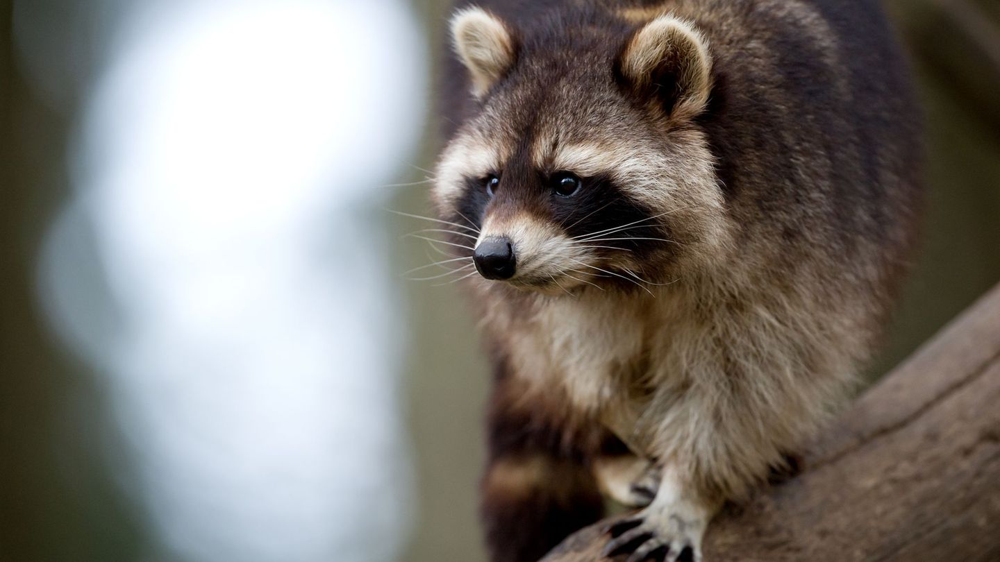 Invasive Art: CDU-Fraktion fordert Abschussprämie für Waschbären