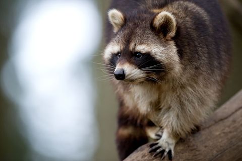 Waschbären haben keine natürlichen Feinde. (Archivfoto) Foto: picture alliance / dpa