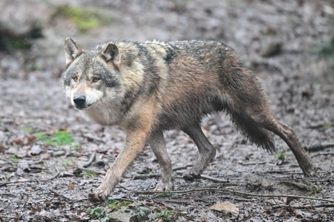 Ein Wolf in einem Gehege eines Tierparks - einer seiner Artgenossen hat laut Polizei in Leverkusen einen Karnevalszug gestört. (