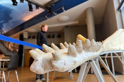 Die wertvollen Zähne des Pottwals sind im jetzt auf Sylt ausgestellten Unterkiefer durch Kunstzähne ersetzt, um Diebstahl vorzub