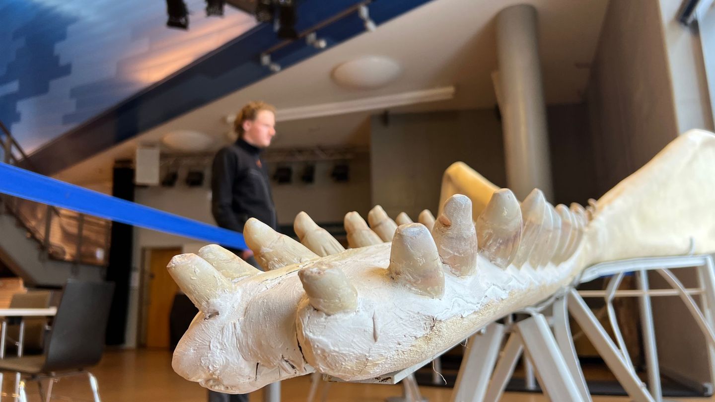 Die wertvollen Zähne des Pottwals sind im jetzt auf Sylt ausgestellten Unterkiefer durch Kunstzähne ersetzt, um Diebstahl vorzub