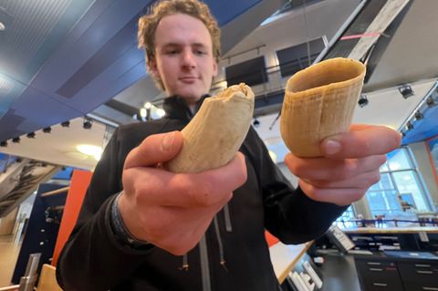 Die wertvollen Zähne des Pottwals sind im jetzt auf Sylt ausgestellten Unterkiefer durch Kunstzähne ersetzt, um Diebstahl vorzub