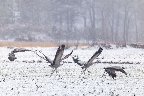 In Niedersachsen sind Kraniche zu beobachten. Foto: Markus Hibbeler/dpa