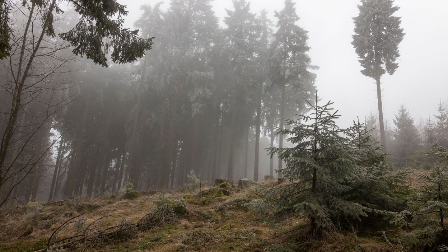 So wie hier im Taunus bleibt es weiter grau in Hessen. (Archivbild) Foto: Helmut Fricke/dpa
