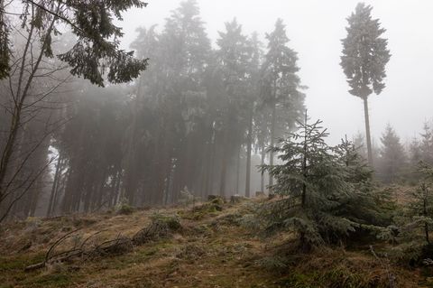So wie hier im Taunus bleibt es weiter grau in Hessen. (Archivbild) Foto: Helmut Fricke/dpa
