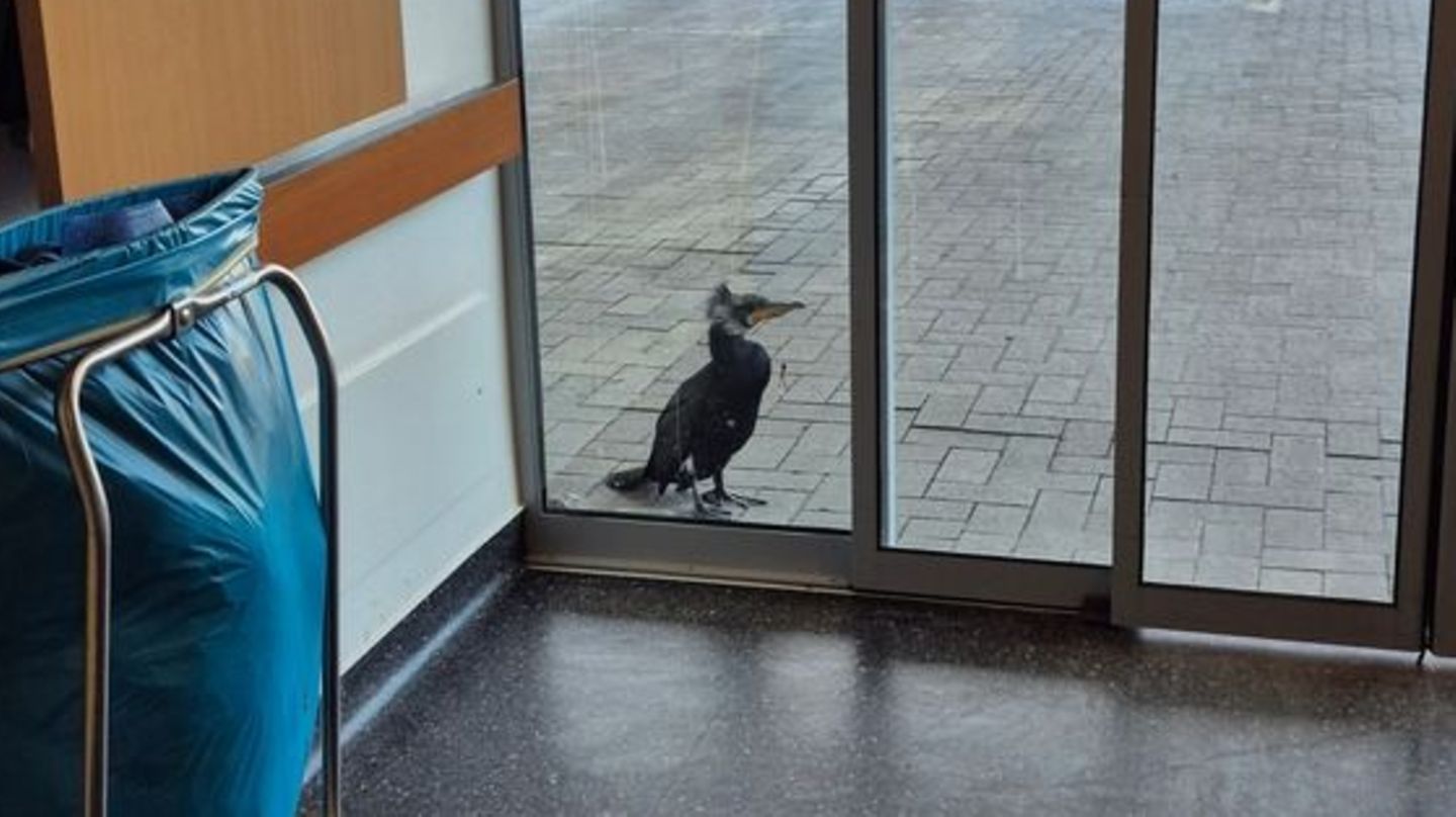 Bremen: Kommt ein verletzter Kormoran in die Notaufnahme …