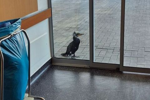 Ein Kormoran steht an der Notaufnahme einer Klinik in Bremen