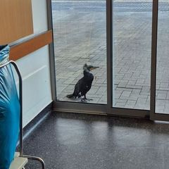 Ein Kormoran steht an der Notaufnahme einer Klinik in Bremen