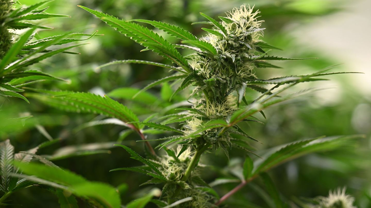 Acht Cannabis-Clubs bauen laut dem Landwirtschaftsministerium an. (Symbolbild) Foto: Martin Schutt/dpa