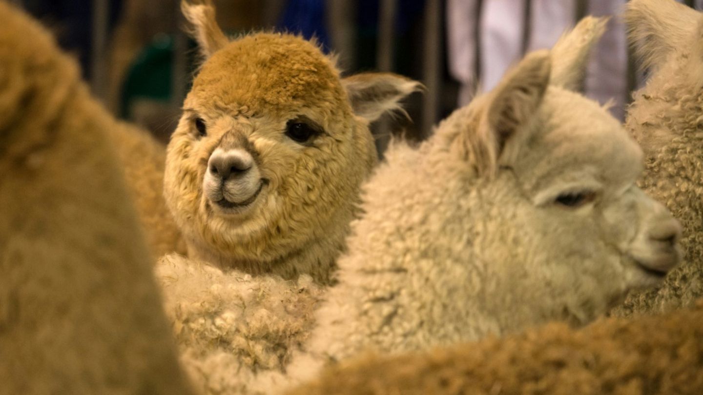 Alpakas und Schafe sterben bei Feuer auf Bauerhof in Schleswig-Holstein