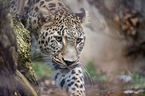Leopard Khal streift durch sein Gehege im Stuttgarter Zoo Wilhelma. Foto: Birger Meierjohann/Zoo Wilhelma/dpa