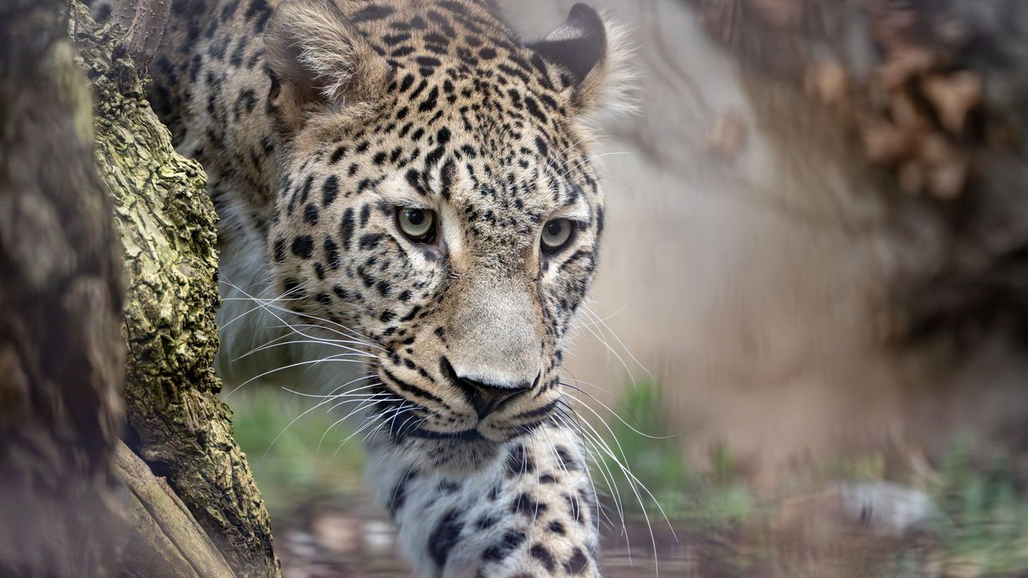 Leopard Khal streift durch sein Gehege im Stuttgarter Zoo Wilhelma. Foto: Birger Meierjohann/Zoo Wilhelma/dpa