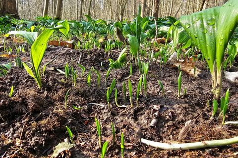 Die Polizei hat Bärlauch-Diebe gefasst. (Archivbild) Foto: Tobias Junghannß/dpa-Zentralbild/dpa