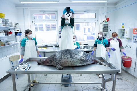 Das Robbensterben vor Rügen im Herbst 2024 hat aufwendige Ermittlungen nach sich gezogen. (Archivbild) Foto: Stefan Sauer/dpa