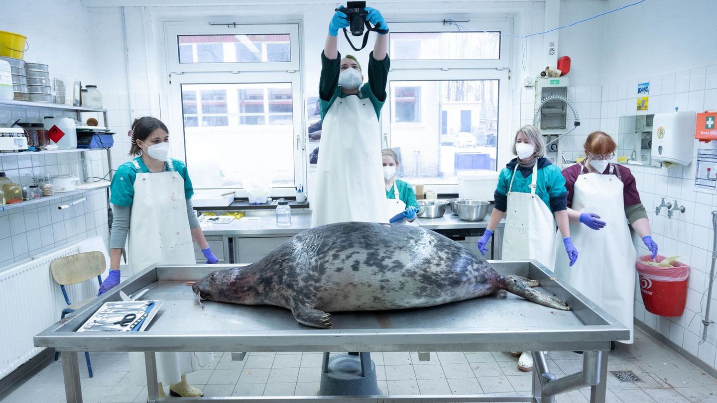 Das Robbensterben vor Rügen im Herbst 2024 hat aufwendige Ermittlungen nach sich gezogen. (Archivbild) Foto: Stefan Sauer/dpa