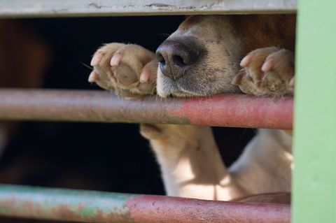 In Absprache mit dem Veterinäramt war der Hund in die Quarantänestation eines Tierheims gebracht worden. (Symbolbild) Foto: pict