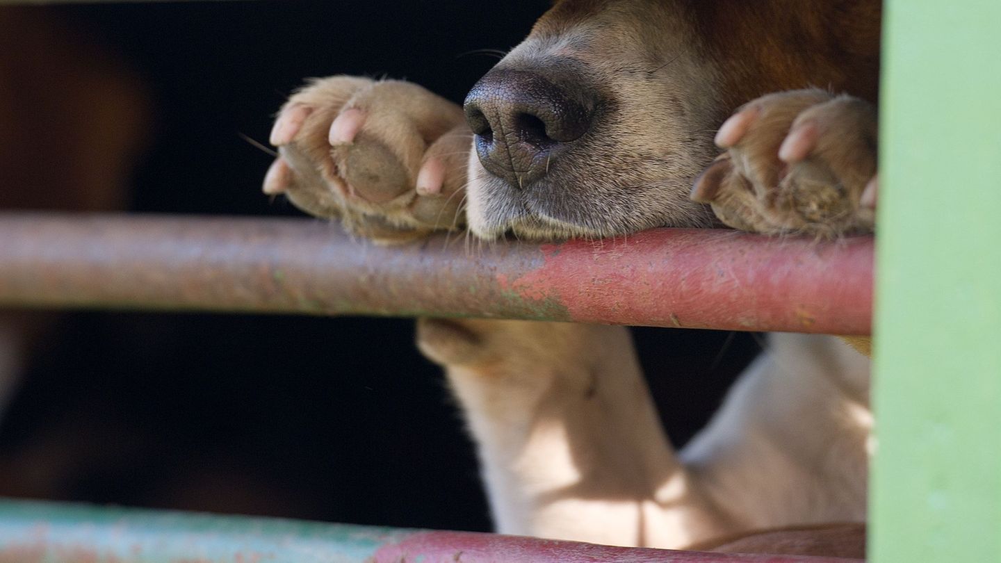 In Absprache mit dem Veterinäramt war der Hund in die Quarantänestation eines Tierheims gebracht worden. (Symbolbild) Foto: pict