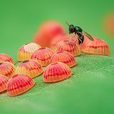 Ein Dickkopffalter und halbkugelförmigen Eiern, auf ein Bananenblatt