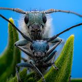 Dichtpunktierte Walzenhalsbock