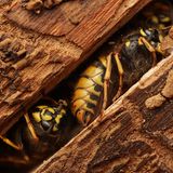 Wespe in einem Baumstamm