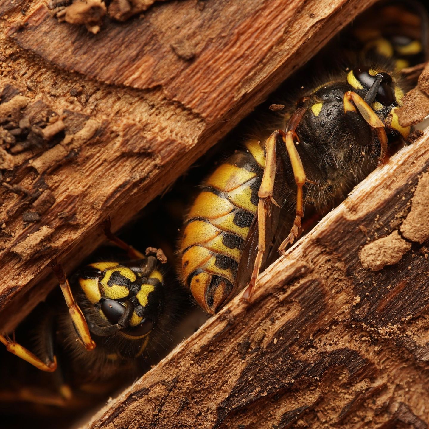 Wespe in einem Baumstamm