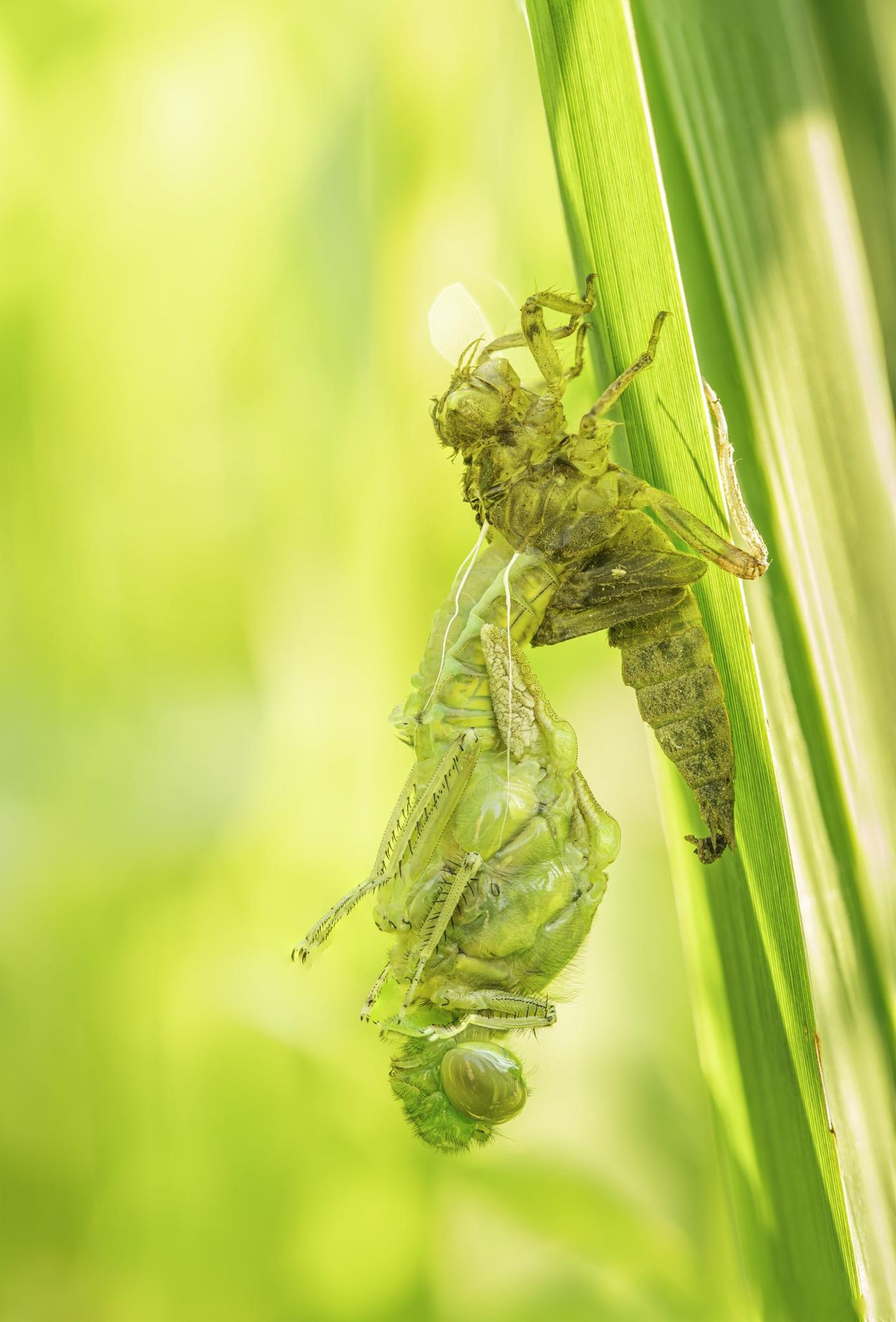 Libelle auf einem Grashalm