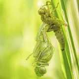 Libelle auf einem Grashalm