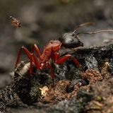 Phoridenfliege über einer Zuckerameise