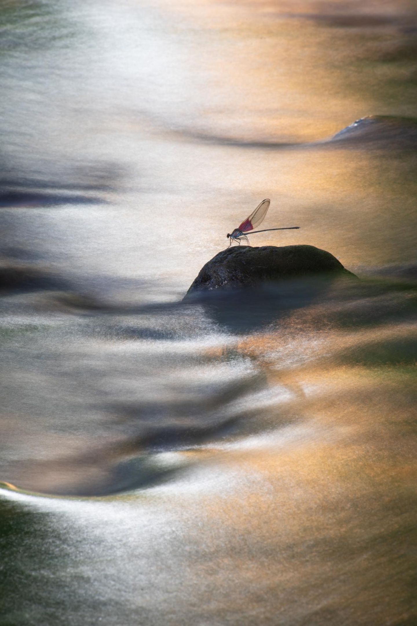 Eine Libelle auf einem Stein in einem Bach