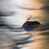 Eine Libelle auf einem Stein in einem Bach