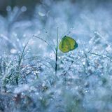 Schmetterling auf Gras voller Tautropfen