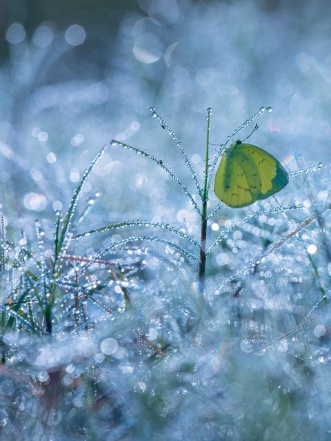 Schmetterling auf Gras voller Tautropfen