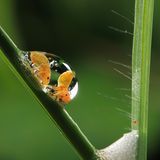Zikaden auf einem Grashalm