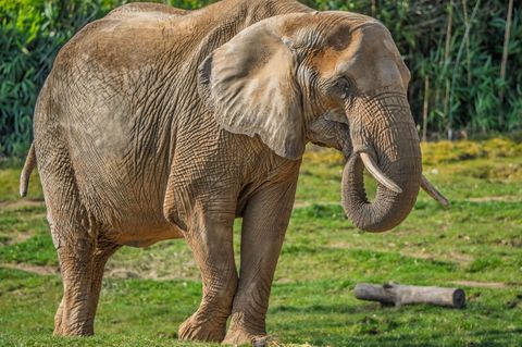 Nachdem die Elefantenkuh "Lilak" im Kronberger Opel-Zoo auf die Seite gefallen ist, musste die Feuerwehr anrücken und dem Tier w