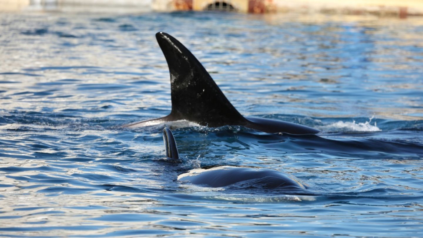 Frankreich will Orcas aus Marinepark in spanischem Freizeitpark unterbringen